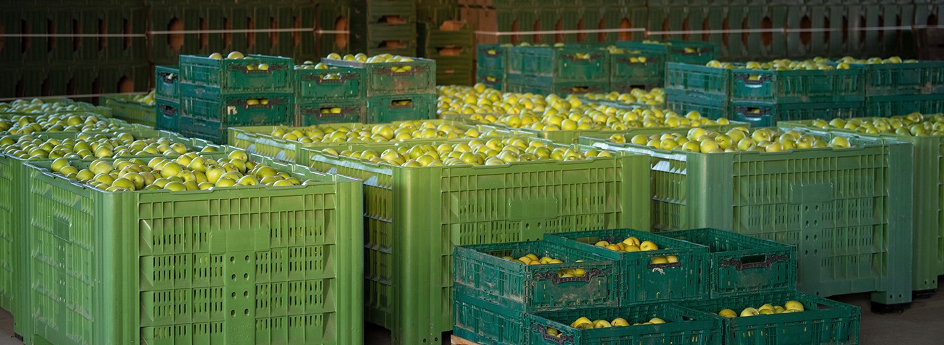Como é a exportação de frutas no Brasil?