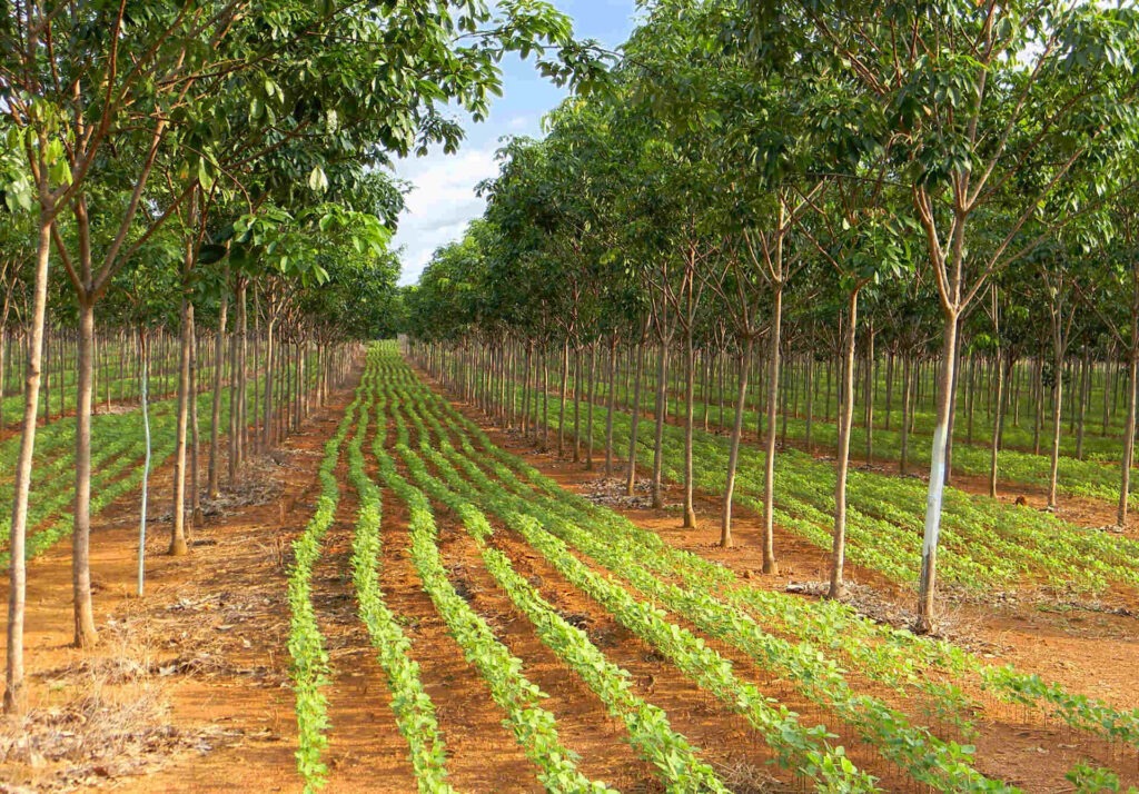 Sistema agroflorestal de agricultura sustentável