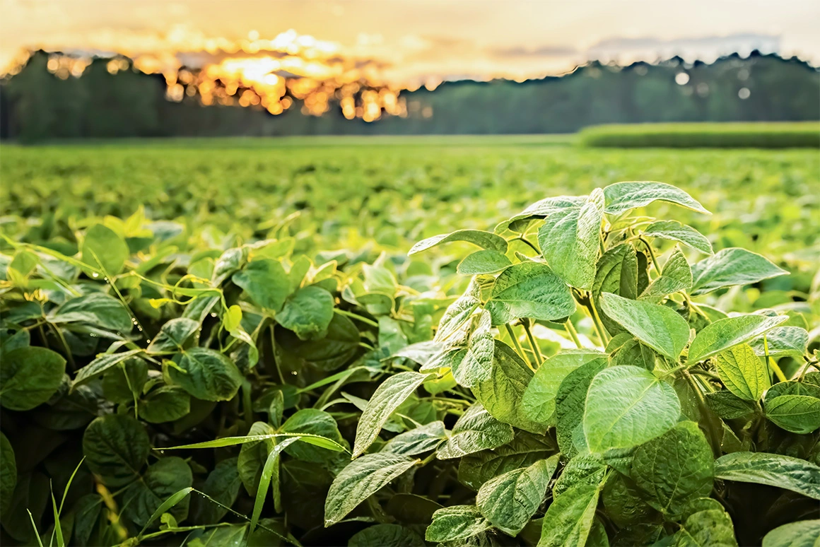 Saiba mais sobre os fungos fitopatogênicos e seus impactos na produção de soja com o Universo AgroGalaxy!