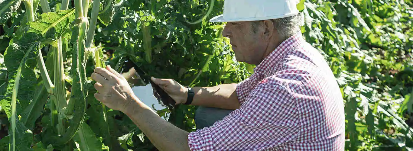 Saiba como fazer o controle de qualidade na agricultura!