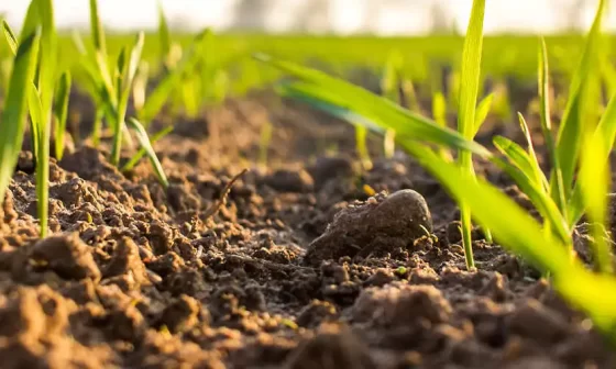 Conheça as vantagens do plantio direto para maior produtividade