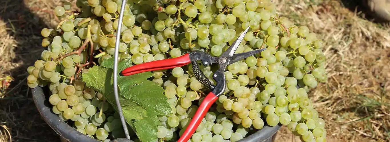 Saiba tudo sobre a poda de frutíferas!