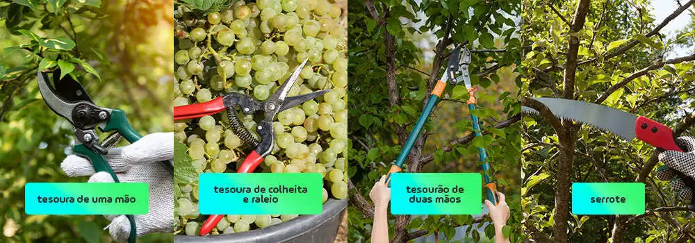 Saiba quais são os equipamentos necessários para a poda de frutíferas.