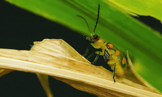 Entenda o manejo de Diabrotica speciosa