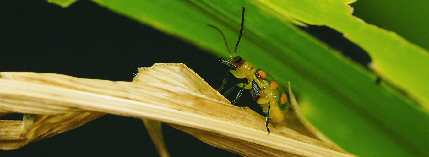 Entenda o manejo de Diabrotica speciosa