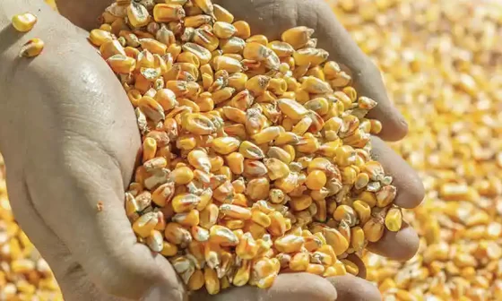 Conheça os principais tipos de grãos de milho
