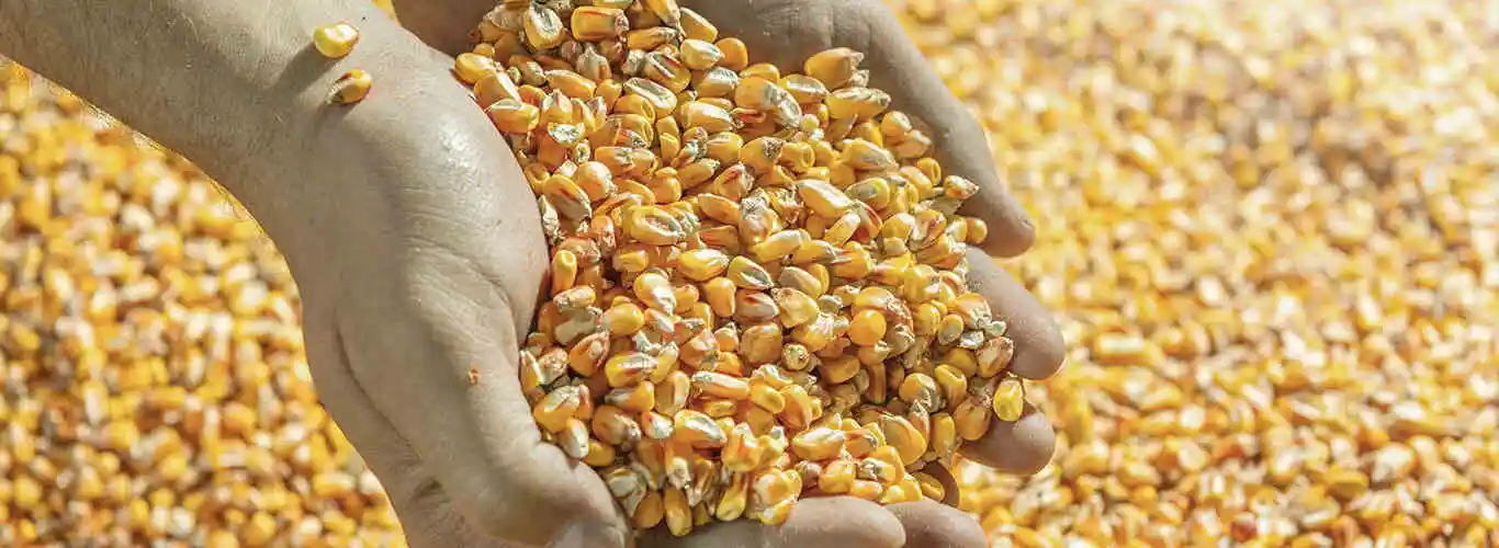 Conheça os principais tipos de grãos de milho