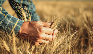 Entenda qual é a importância do cultivo do trigo