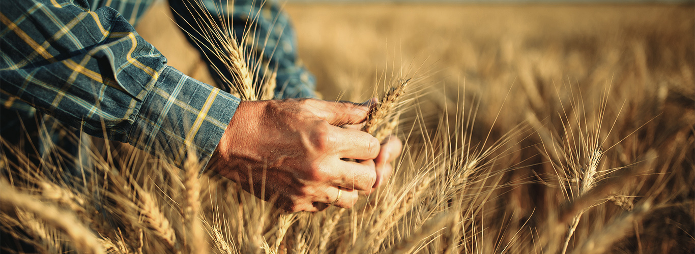 Entenda qual é a importância do cultivo do trigo