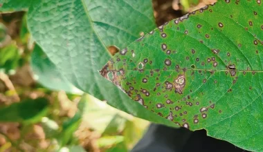 Doenças foliares da soja: Descubra como identificar e controlar