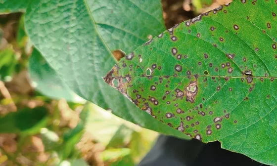 Doenças foliares da soja: Descubra como identificar e controlar