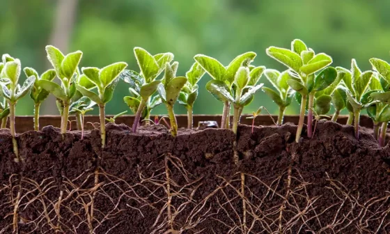 Qual é a temperatura ideal para germinação da soja