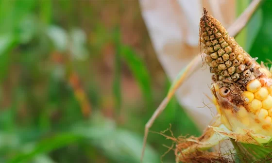 Conheça as principais pragas do milho