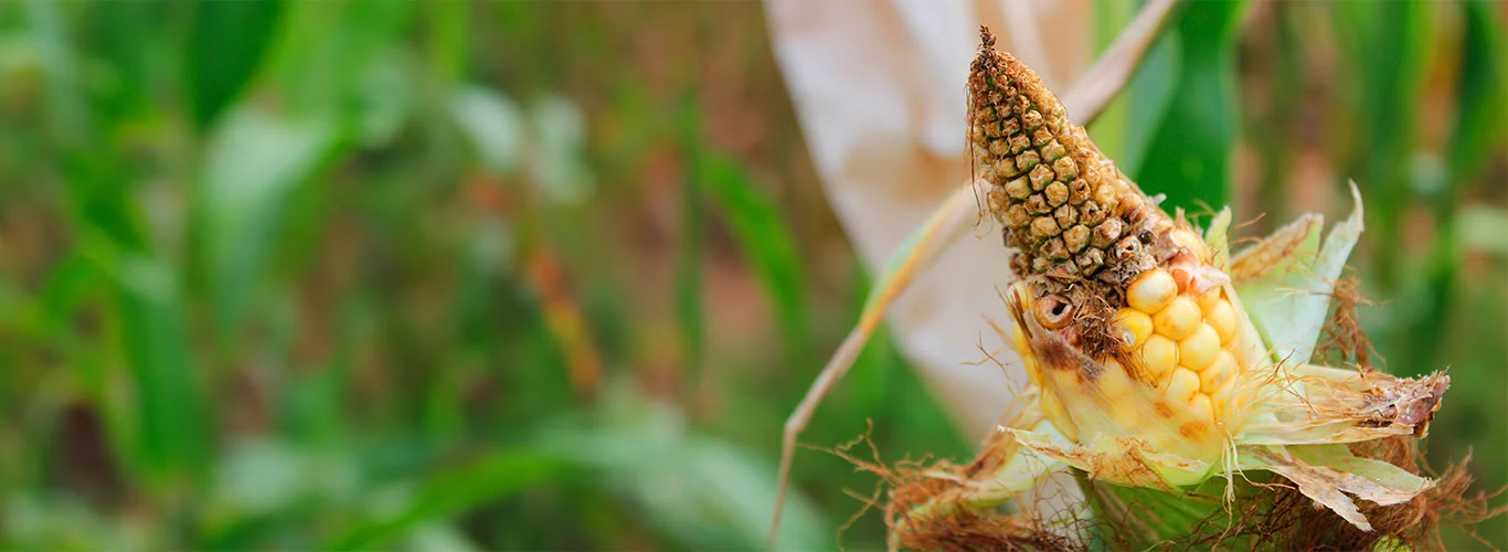 Conheça as principais pragas do milho