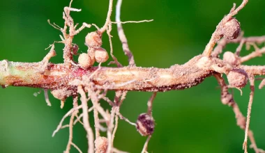 Conheça as formas de manejo dos nematoides na soja