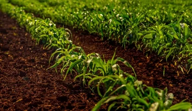 Conheça a preparação do solo para receber a cana-de-açúcar