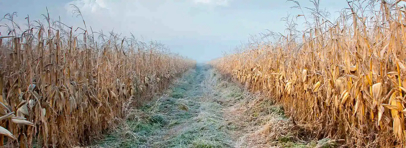 Plantação de milho pós danos da geada